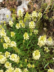 Sideritis hyssopifolia