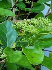 Euaspis polynesia