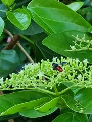 Euaspis polynesia