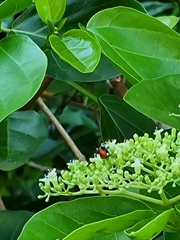 Euaspis polynesia