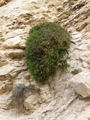 Petroana montserratii
