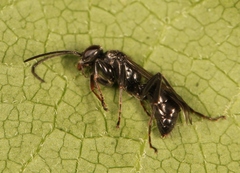Dipogon subintermedius