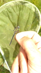 Somatochlora alpestris