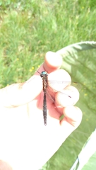 Somatochlora alpestris