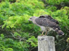 Circaetus fasciolatus
