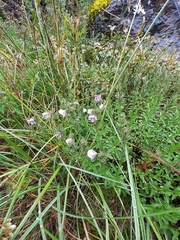 Veronica fruticulosa