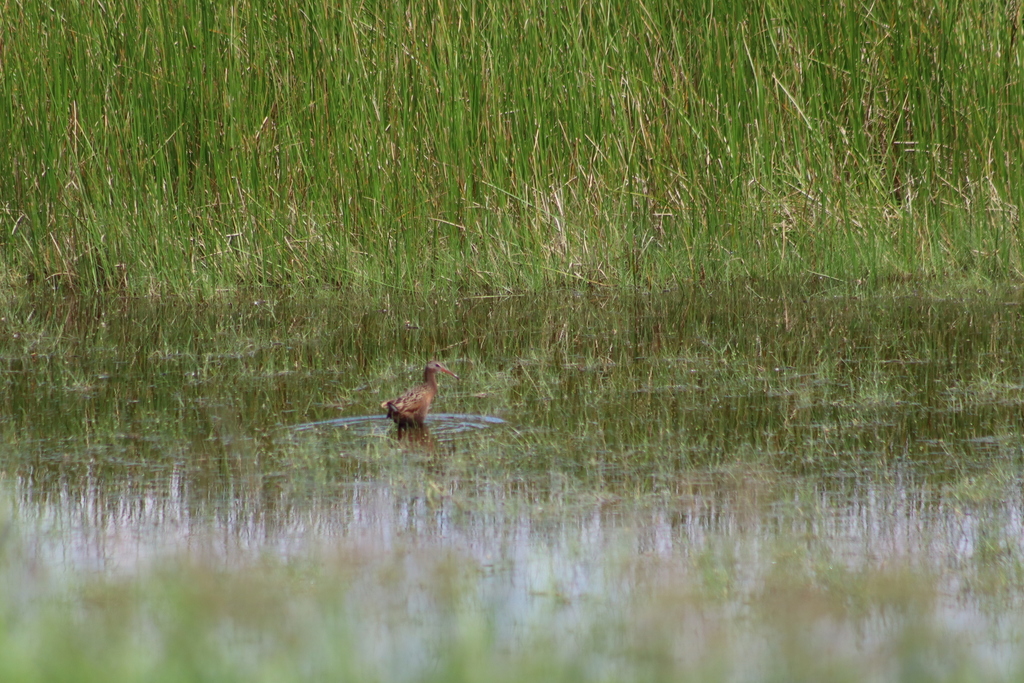 Aztec Rail from Villa Corona, Jal., México on July 14, 2021 at 12:58 PM ...