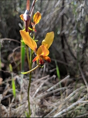 Diuris brumalis