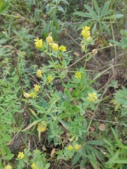 Trifolium aureum