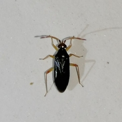Ceratocapsini