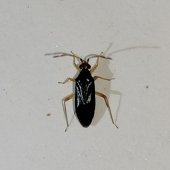 Ceratocapsini