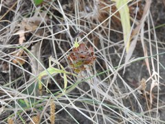 Prunella laciniata