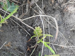 Prunella laciniata