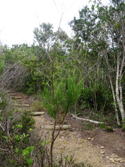 Anginon difforme