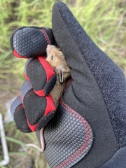 Reithrodontomys montanus