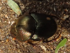 Proagoderus dives
