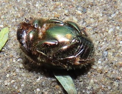Proagoderus dives