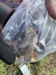 Reithrodontomys montanus