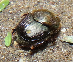 Proagoderus dives
