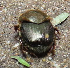 Proagoderus dives