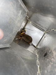 Reithrodontomys montanus