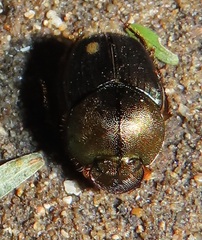 Proagoderus dives