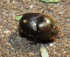 Proagoderus dives