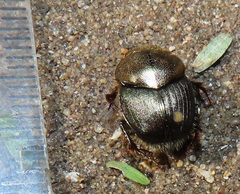 Proagoderus dives