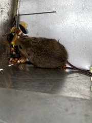 Reithrodontomys montanus