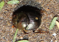 Proagoderus dives