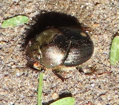 Proagoderus dives