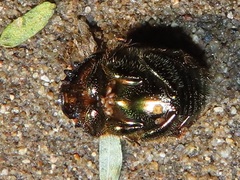Proagoderus dives