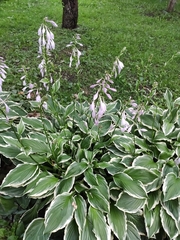 Hosta