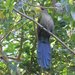Green Malkoha - Photo (c) cefox, some rights reserved (CC BY-NC), uploaded by cefox