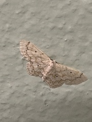 Idaea obfusaria
