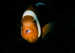 Amphiprion polymnus