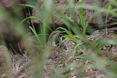 Aspidoscelis costatus