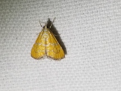 Xanthophysa psychicalis