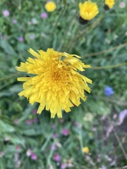 Hypochaeris maculata