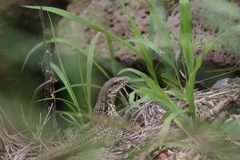 Aspidoscelis costatus