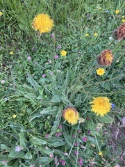 Hypochaeris maculata