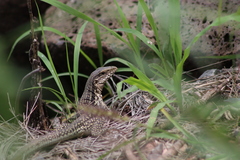 Aspidoscelis costatus