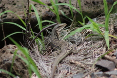 Aspidoscelis costatus