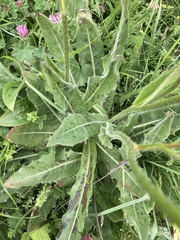 Hypochaeris maculata