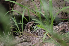Aspidoscelis costatus