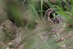 Aspidoscelis costatus