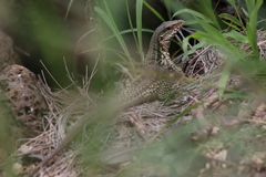 Aspidoscelis costatus