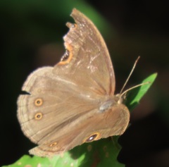 Brakefieldia perspicua