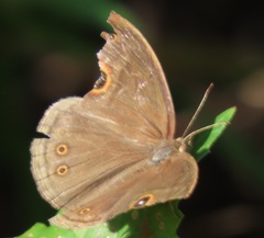 Brakefieldia perspicua