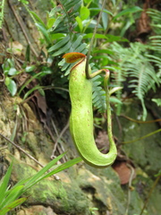 Nepenthes khasiana